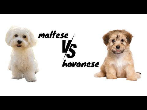 Which Small Dog is RIGHT for You, Havanese or Maltese? by-animalwondery