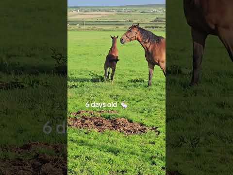 Diamond Roller X Puissance Colt Foal - Image 2