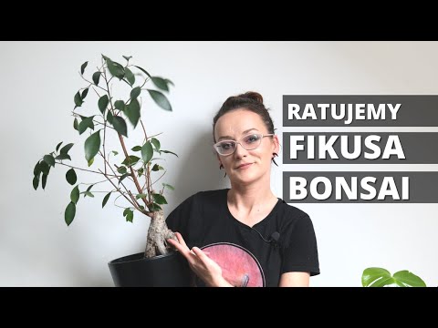 FIKUS jak uratować? Jak przesadzić, przyciąć, podlewać, pielęgnować ?
