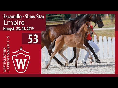 53 Empire Hengst v. Escamillo - Show Star