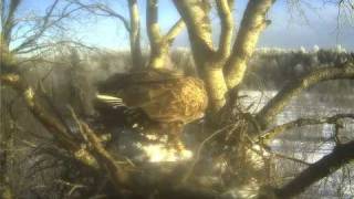 preview picture of video 'White-tailed Eagle, Estonia 6th March, 2010'