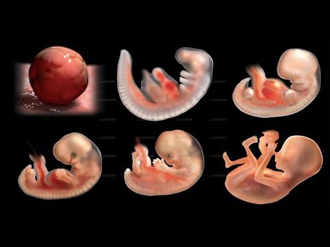► Le miracle de la vie (simulation 3D d'une grossesse)