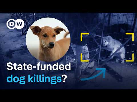 Undercover in Romania's abusive dog shelters | DW Reporter