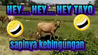 Download lagu manggil sapi HEY TAYO HEY TAYO. sapinya melongo kebingungan mp3 Download lagu manggil sapi HEY TAYO HEY TAYO. sapinya melongo kebingungan mp3