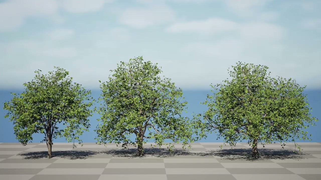 Walnut Tree 3D Model