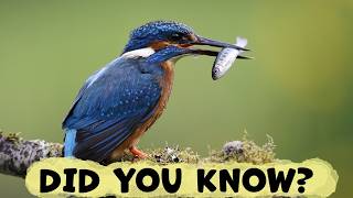 Common Kingfisher Things You Need To Know!
