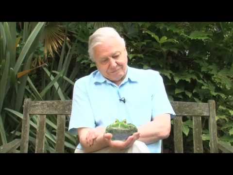 Sir David Attenborough's Frog Message for The Prince's Rainforests Project