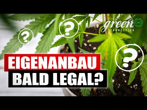 Muss der Cannabis EIGENANBAU legalisiert werden ? | Berlin 2022