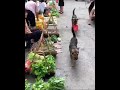 How Smart Dog Buying Vegetables For Himself Best Talented Dogs