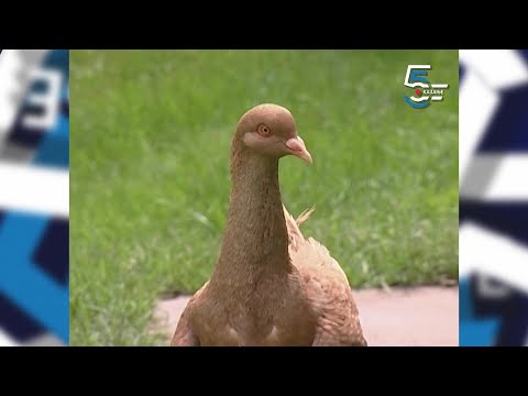 Maltezeri iz Zrenjanina