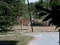 An Amazing Wild Deer In My Backyard Eating Apples