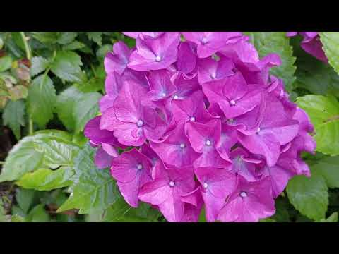 фото гортензии много метельчатые, крупнолистные, штамбы 0