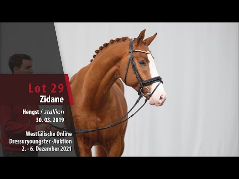 Online Dressuryoungster-Auktion Lot 29 Zidane Hengst v. Zoom - Fidermark