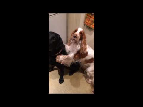 LanaGibbs 080217 musique