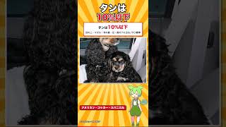 【犬種シリーズ #29】鳥猟犬のなかで、いちばん小さい犬｜アメリカン・コッカー・スパニエル