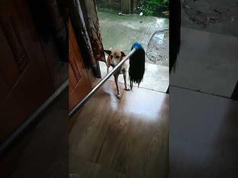 putuli a street dogo