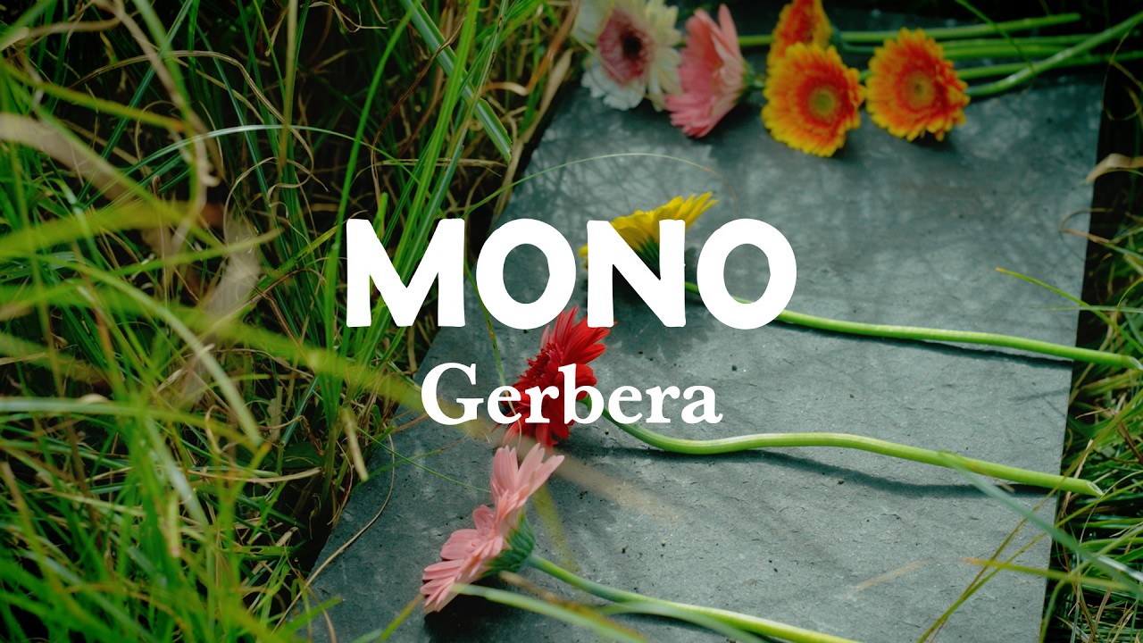 MONO - Gerbera (Official Video) - YouTube