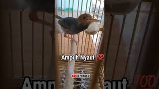 Download lagu AMPUH PRENJAK GACOR NYAUT‼️ #prenjakkepalamerah mp3