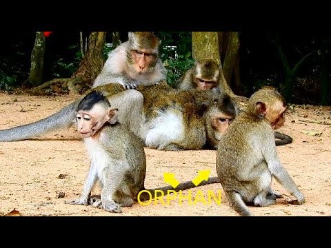 Poor orphan baby monkey feeling sad and miss mom. both baby sit near PaPa. PaPa can not help.