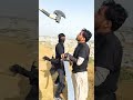 turgut axe fight skill | part 24 | dirilis Ertugrul ghazi pakistan | martial arts