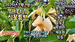 (25년 7월 1일 )영상 시작점 날짜 수정 못했습니다 ㅠㅠ 어떤 식물들이 입고되었는지 함께 시청 하시면서 …