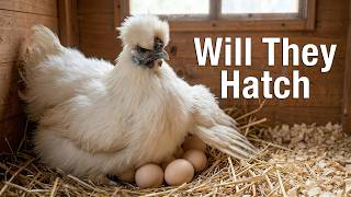 Live Chicken Talk - Will The Silkie Eggs Hatch