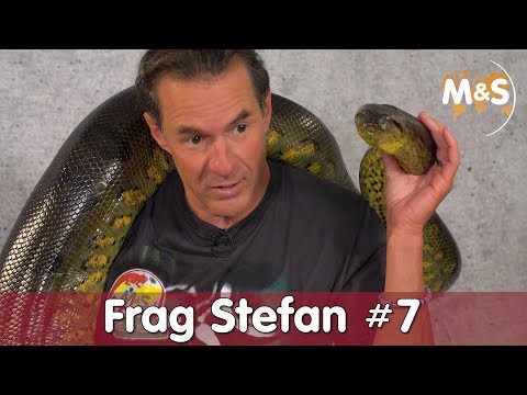 Frag Stefan #7 | Ihr fragt, Ich antworte! | Reptil TV