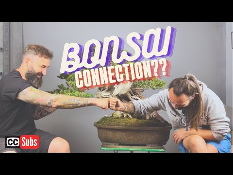 Working a master piece Taxus with Milan Karpisek.