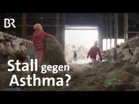 Wie Stall-Staub vor Asthma und anderen Allergien schützen soll | Farmeffekt | Gesundheit | BR