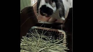今日のみみ(うさぎ🐰)