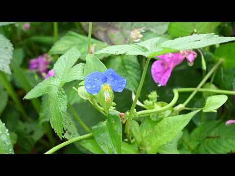 きたもと森林セラピー紹介動画（セラピーガイドツアー）　撮影協力：北本自然観察公園