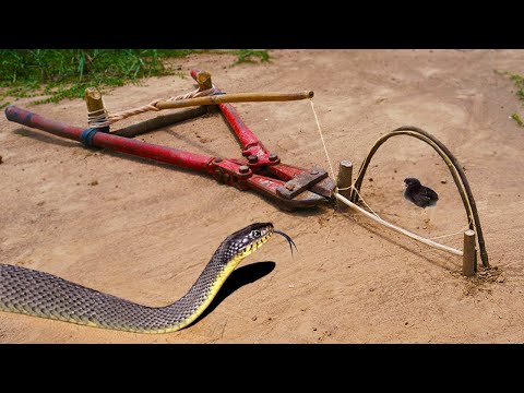 Build the Most Amazing Snake Trap In Hole Make By Iron cutting pliers | Easy Snake Trap