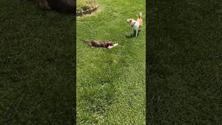 Video preview image #1 Mutt Puppy For Sale in Alexandria, KY, USA