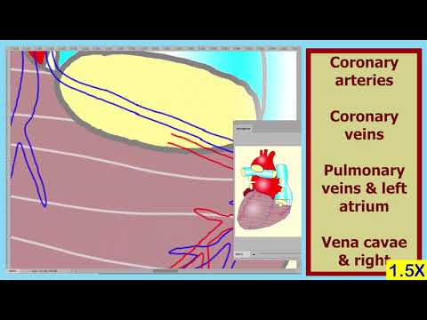 Heart L05   Anatomy 05 150X