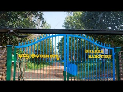 Badhra Wildelife Santuary Safari - Shivamogga Road Trip Day-1 #Badra Wildlife #Badhra Dam