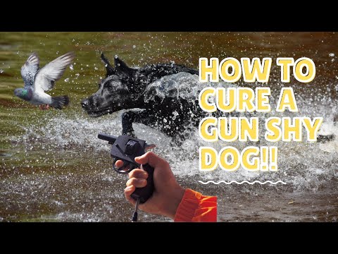 How to CURE a gun shy dog!!!