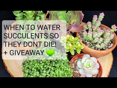 #69 WHEN TO WATER SUCCULENTS SO THEY DON'T DIE! Watering different types of succulents and when!