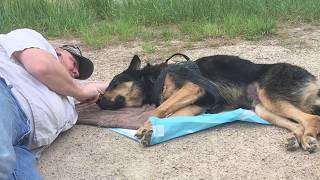 Veteran says farewell to K9 who saved his life in Afghanistan