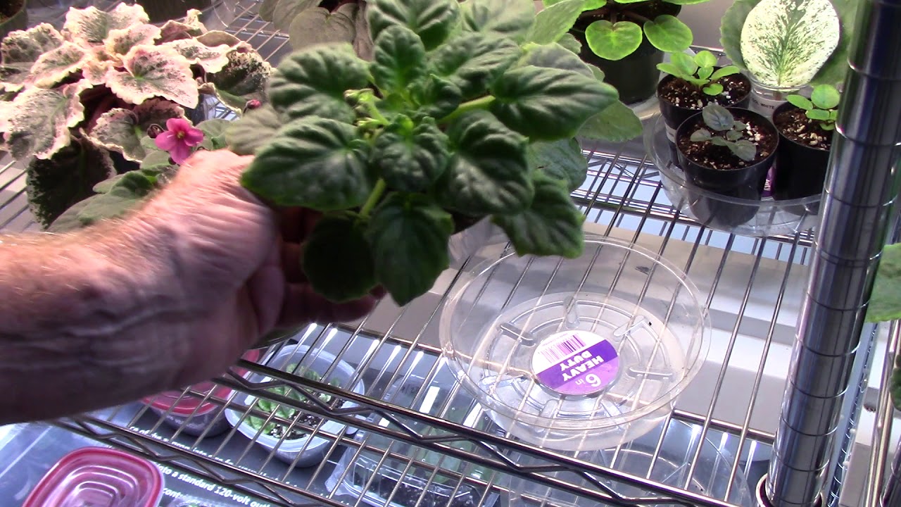 African Violets............curling leaves, mistakes I made...