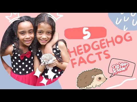 5 HEDGEHOG FACTS//Things to know before getting a hedgehog// Kids educational video.