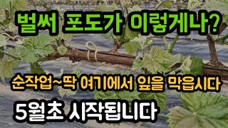 #샤인머스켓재배기술 #봄씨앗모종묘목비닐하우스시설 #귀농귀촌농촌농업나무일당