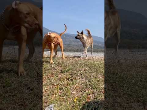 I Hate This Video! Deleting It Would Be Easy, But It Happened