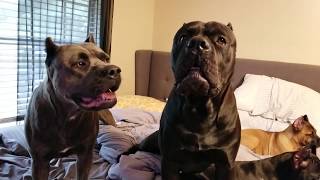 My Female Cane Corso punishes my Stud Dog Preacher