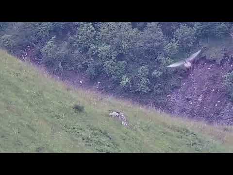 First time ever! Footage of Bearded vulture captured at  China’s Taizishan National Nature Reserve
