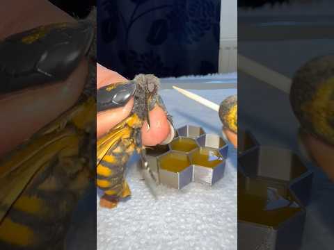 Squeaking moth feeding time! #moths