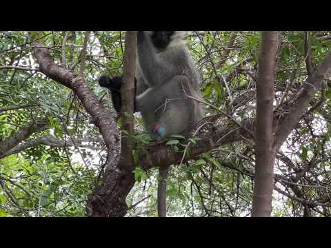Sabi Sand Private Game Reserve - The boss of all the vervet monkeys that call Leopard Hills home.