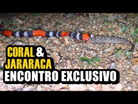 CORAL COBRA HUNTING THE SCARY JARARACA | King of Serpents
