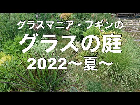 カウチグラス 植物