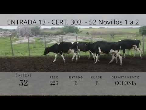 Lote 52 Novillos 1 a 2 años Holando 226kg -  en Cardona