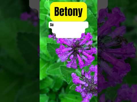 Betonica Officinalis Extract Powder
